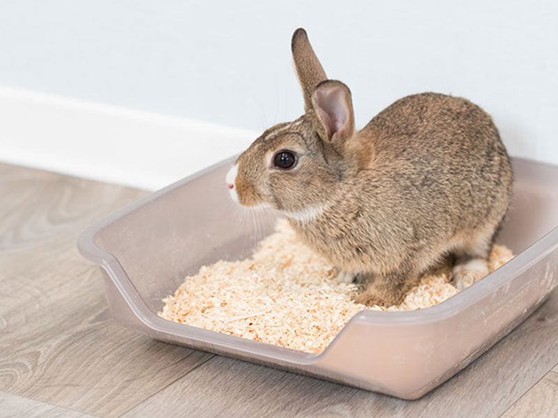Kaninchen sitzt in einer mit Einstreu gefüllten Kunststofftoilette auf Holzfußboden