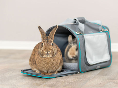 Zwei braune Kaninchen sitzen in einer grauen Transporttasche mit türkisfarbenen Akzenten.