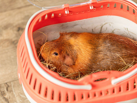 Braunes Meerschweinchen liegt auf Heu in einer rot-weißen Transportbox auf Holzfußboden.