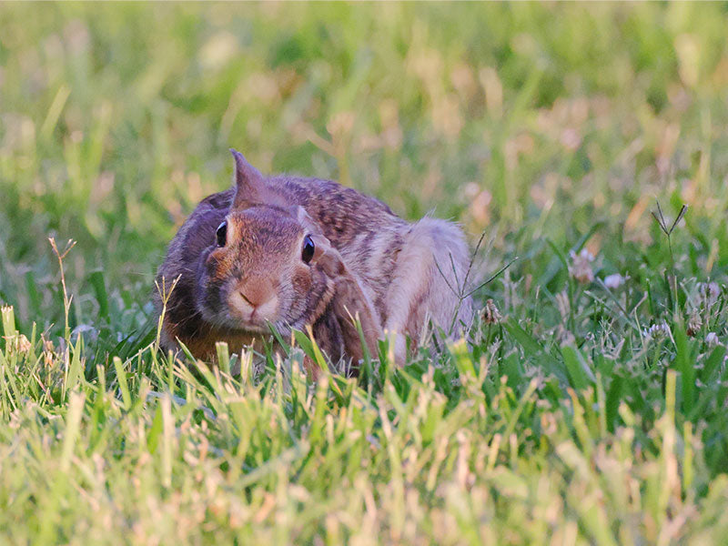 Kaninchen sitzt aufmerksam im grünen Gras einer Wiese.