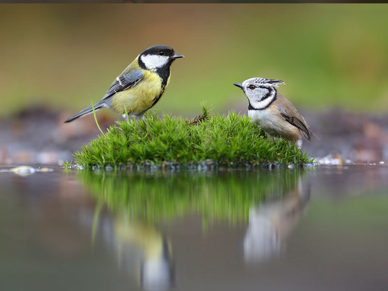 Kohlmeise und Haubenmeise auf Moosinsel an Wasserstelle.
