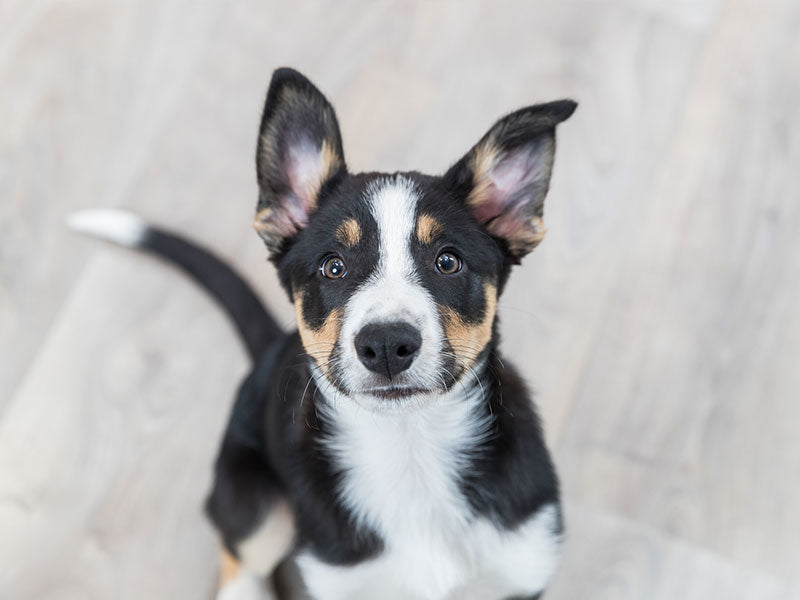 Dreifarbiger Hund mit aufgerichteten Ohren sitzt aufmerksam auf hellem Holzboden.    