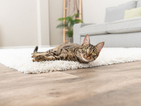 Getigerte Katze liegt entspannt auf einem weißen Teppich in einem modernen Wohnzimmer mit Holzfußboden.
