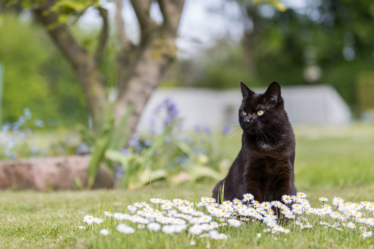 Eine schwarze Katze mit gelben Augen sitzt zwischen Gänseblümchen auf einer grünen Wiese. Im Hintergrund sind unscharf ein Baum und Blumen zu erkennen, das Wetter ist gut.