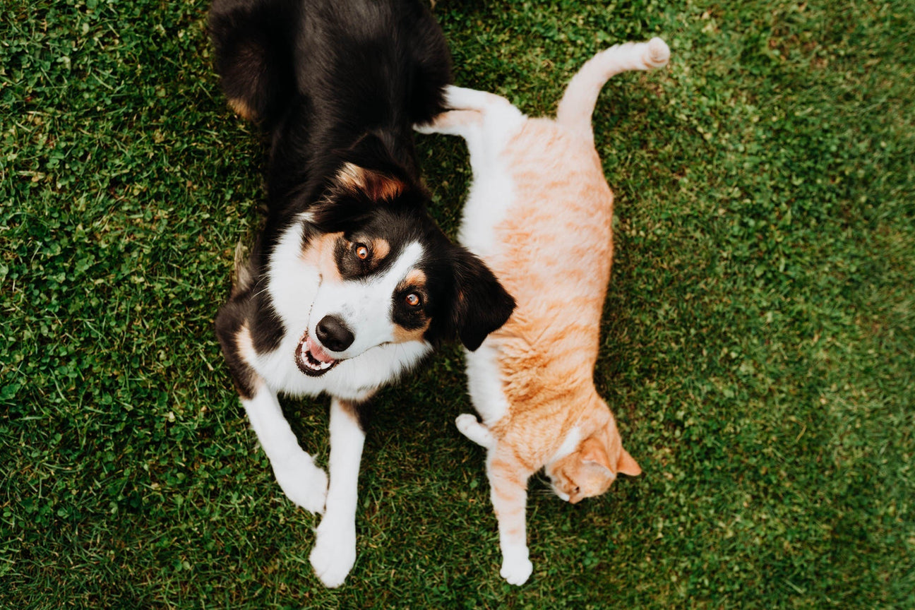 Ein dreifarbiger Australian Shepherd und ein rot-getigerter Kater liegen nebeneinander im Gras. Das Foto ist aus der Vogelperspektive aufgenommen und der Hund blickt direkt nach oben in die Kamera.