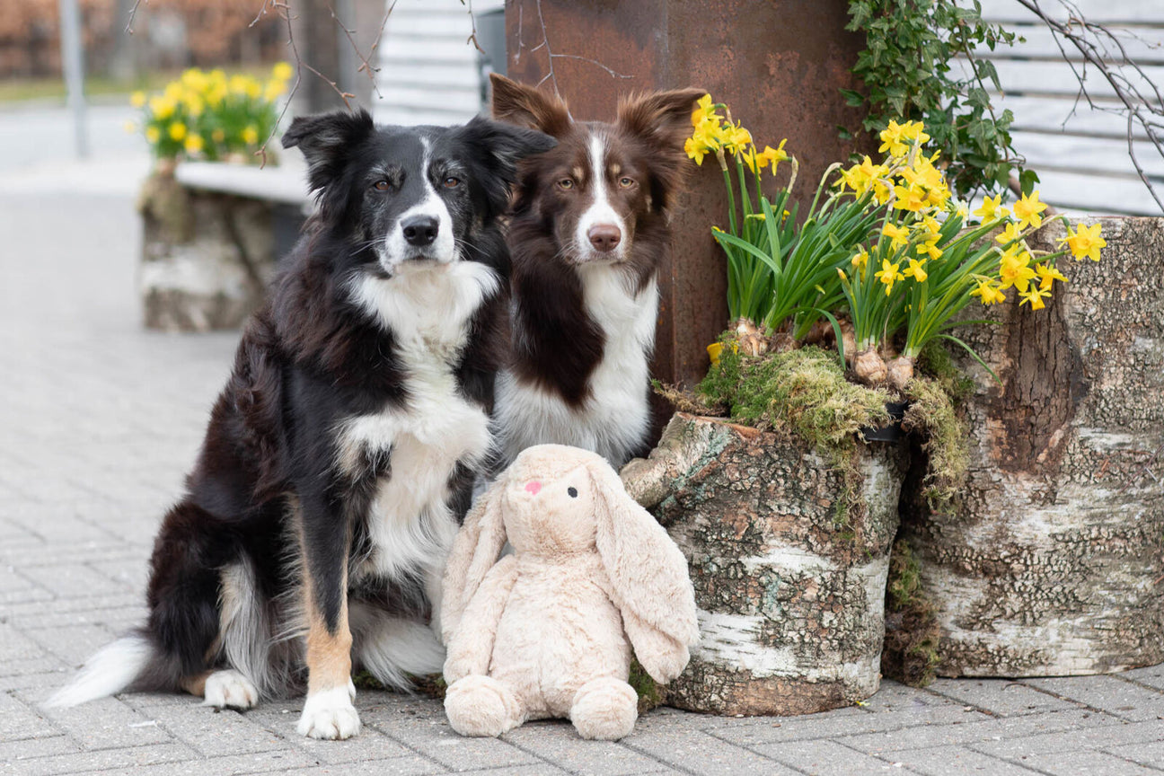 Zwei Border Collies sitzen mit einem Plüschhasen zwischen Baumstümpfen mit Narzissen und schauen in de Kamera.