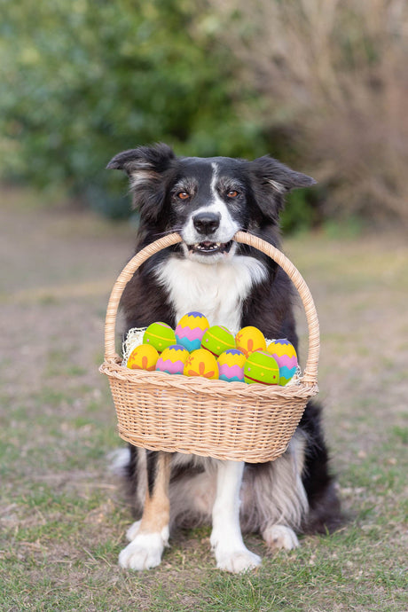 Ein älterer Border Collie sitzt frontal zur Kamera und hält einen Weidenkorb mit bunten Ostereiern im Maul.