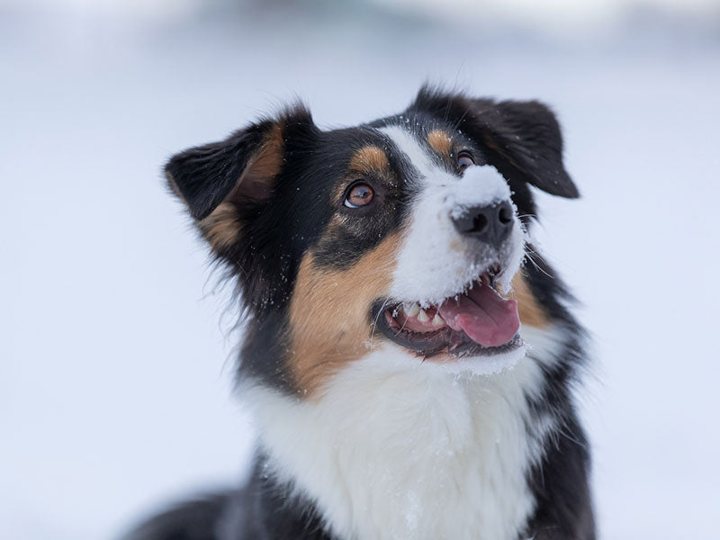Aufmerksamer Hund mit dunklem Fell und heller Zeichnung blickt nach oben im verschneiten Gelände.