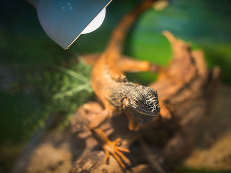 Bartagame liegt unter einer Terrarienlampe auf einem Stück Holz im Terrarium.