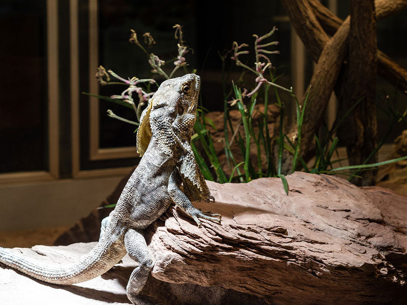 Bartagame sitzt auf einem Stein unter einer Wärmelampe im Terrarium