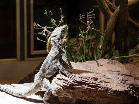 Bartagame sitzt auf einem Stein unter einer Wärmelampe im Terrarium