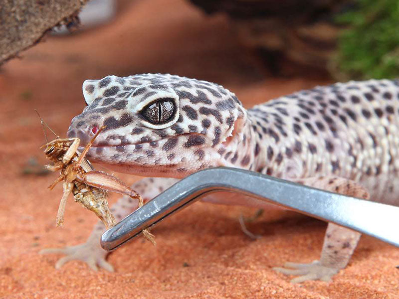 Leopardgecko frisst Heuschrecke aus Pinzette auf rotem Bodengrund