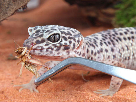 Leopardgecko frisst Heuschrecke aus Pinzette auf rotem Bodengrund