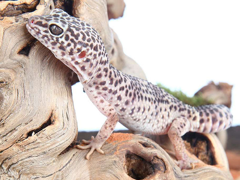 Gefleckter Leopardgecko klettert auf hellem Wurzelholz vor weißem Hintergrund.