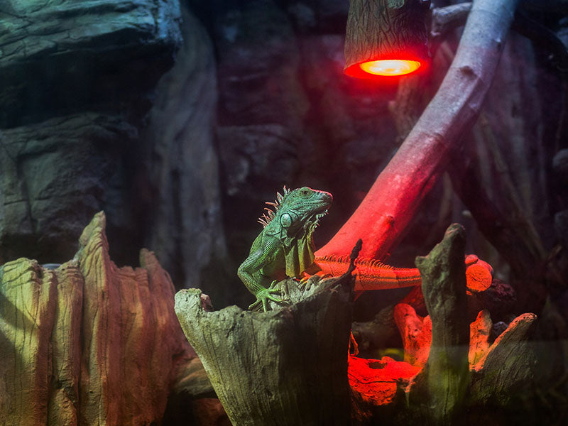 Grüner Leguan sitzt unter einer rot leuchtenden Wärmelampe auf einem Ast im Terrarium.