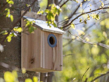Nistkasten aus Holz an Baum im grünen Laub hängend