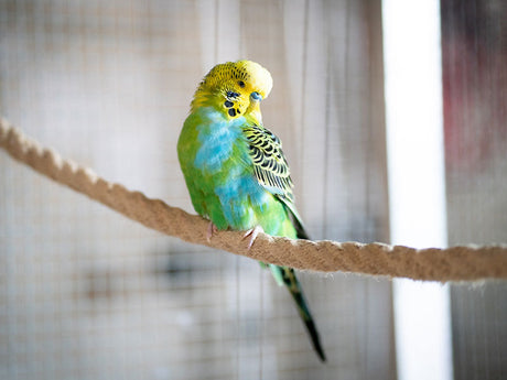 Wellensittich mit grün-blauem Gefieder sitzt auf einem dicken Kletterseil im Vogelkäfig.