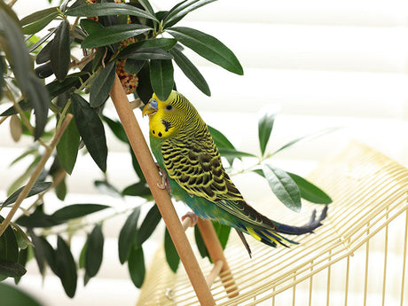 Grüner Wellensittich sitzt auf einem Holzsteg vor einer Zimmerpflanze neben einem Vogelkäfig.