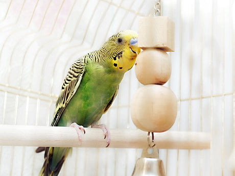 Grüner Wellensittich sitzt auf weißer Stange und spielt mit Holzspielzeug im Vogelkäfig.