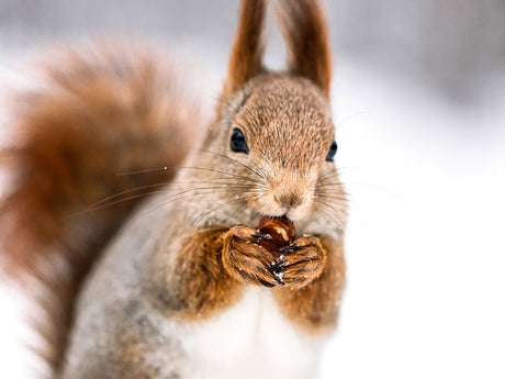 Rotes Eichhörnchen in einer winterlichen Landschaft hält Nuss in der Hand. 