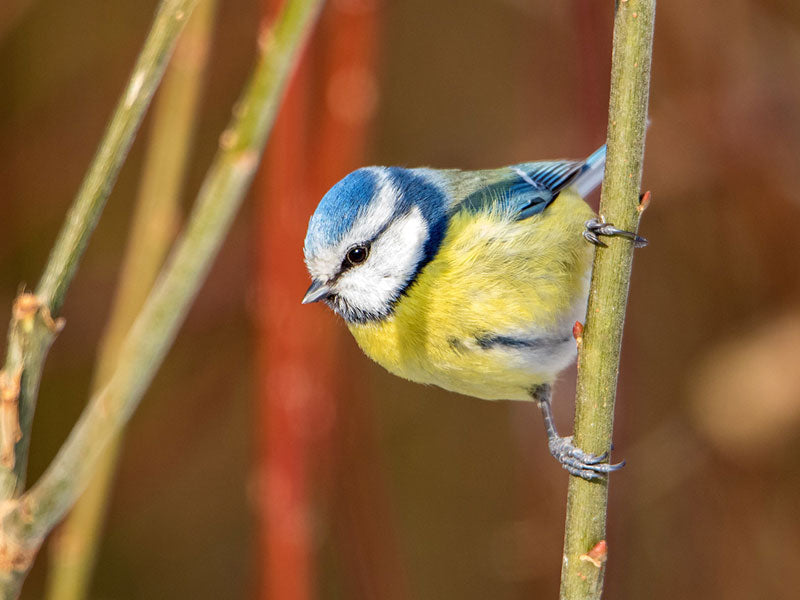 Blaumeise sitzt seitlich an einem dünnen Zweig vor unscharfem Hintergrund.