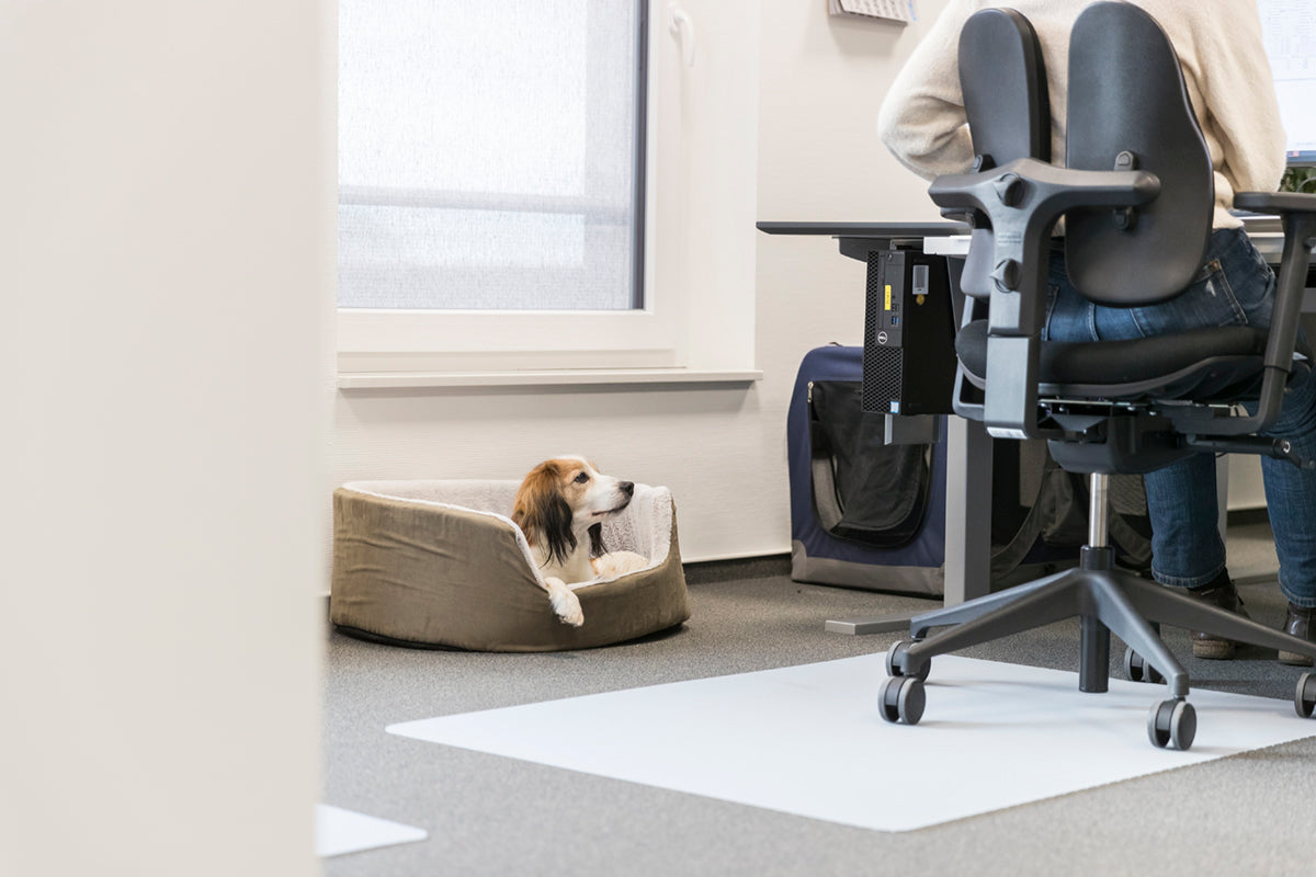 Alles für deinen Bürohund