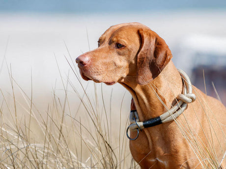 Hund mit beigem Halsband steht aufmerksam im Strandgras
