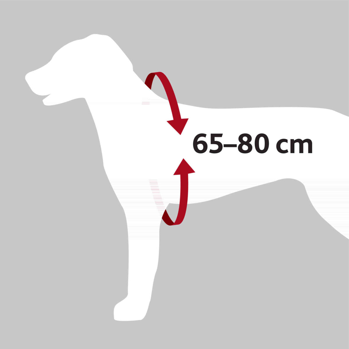 Silhouette eines Hundes mit rot markierter Brustmessung von 65–80 cm auf grauem Hintergrund.