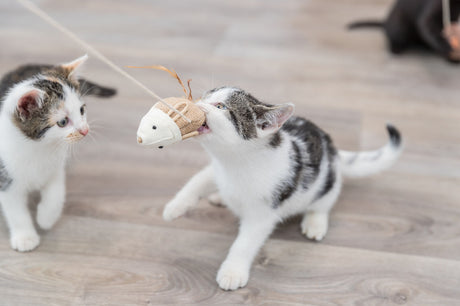 Zwei Kätzchen spielen mit einem Katzenspielzeug auf einem Holzfußboden.