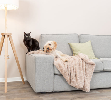 Ein Hund und eine Katze sitzen auf einem grauen Sofa mit beiger Decke und Kissen.