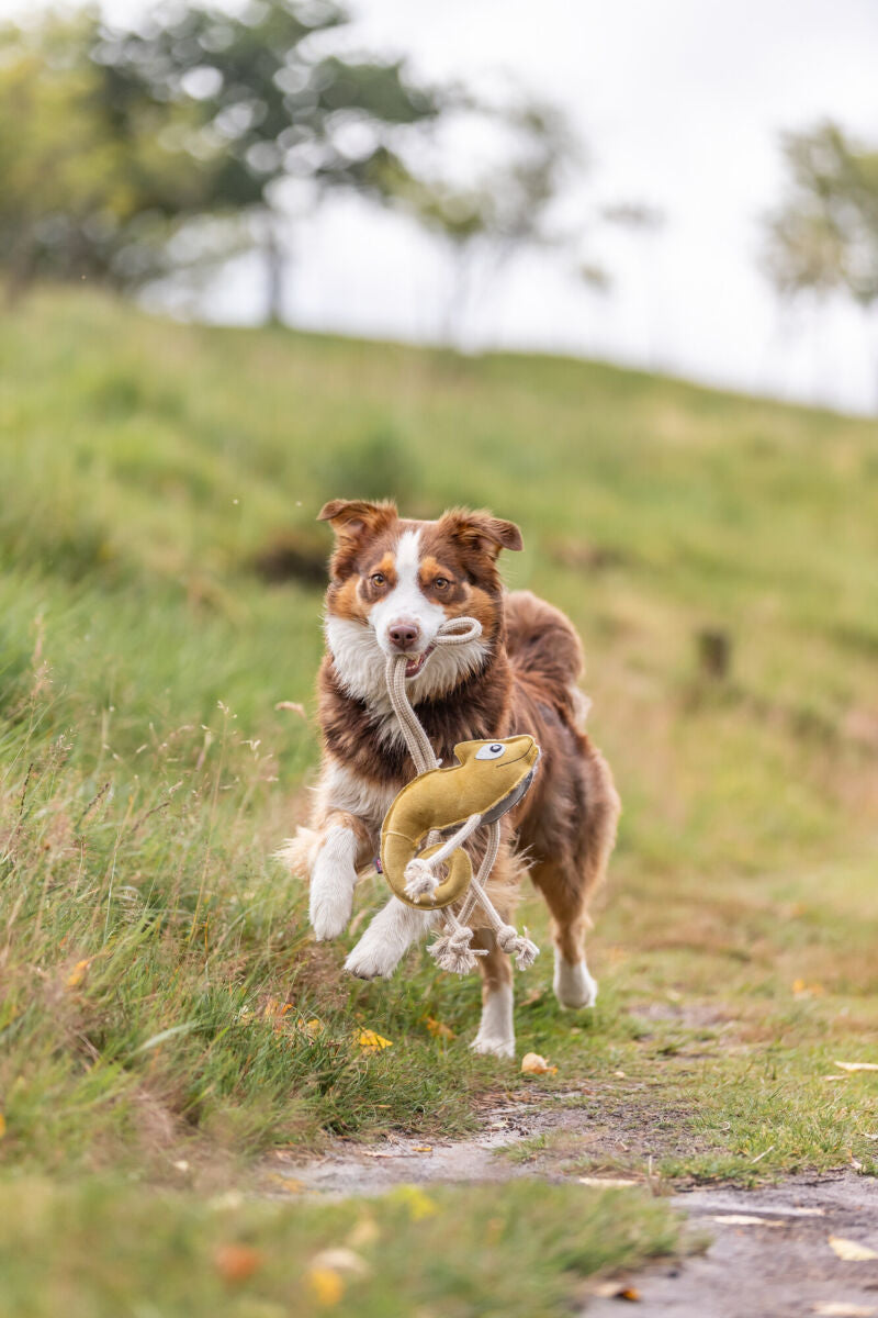 Hund läuft mit Stoffspielzeug im Maul über einen grasbewachsenen Weg.