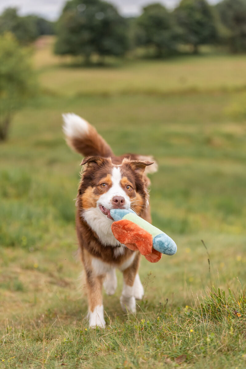 Hund läuft mit buntem Spielzeug im Maul über eine Wiese.