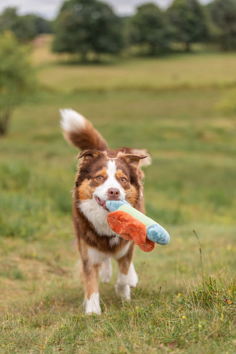 Hund läuft mit buntem Spielzeug im Maul über eine Wiese.