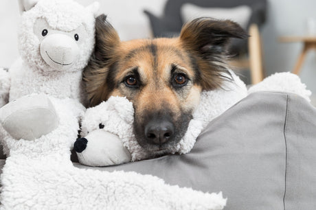 Hund ruht zwischen zwei weißen Plüschtieren auf einem grauen Kissen.
