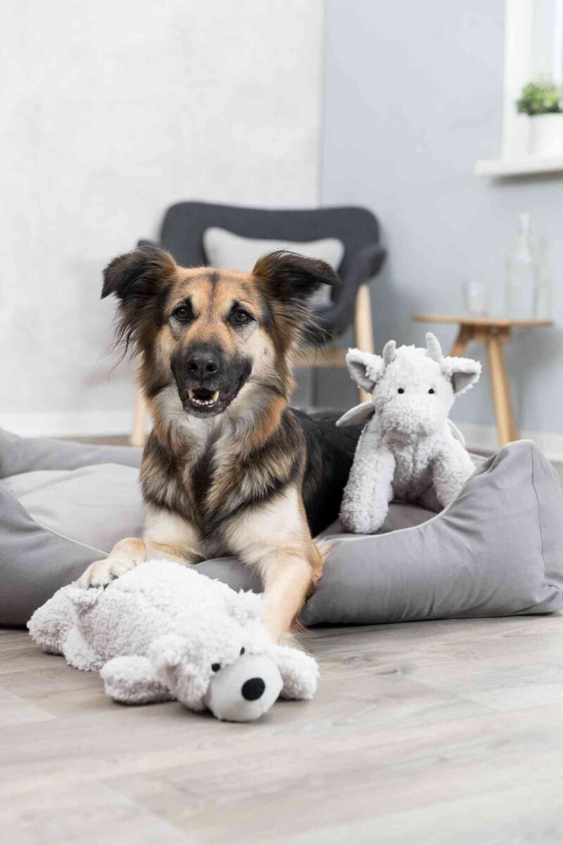 Hund liegt in grauem Hundebett mit zwei weißen Plüschspielzeugen im Vordergrund.