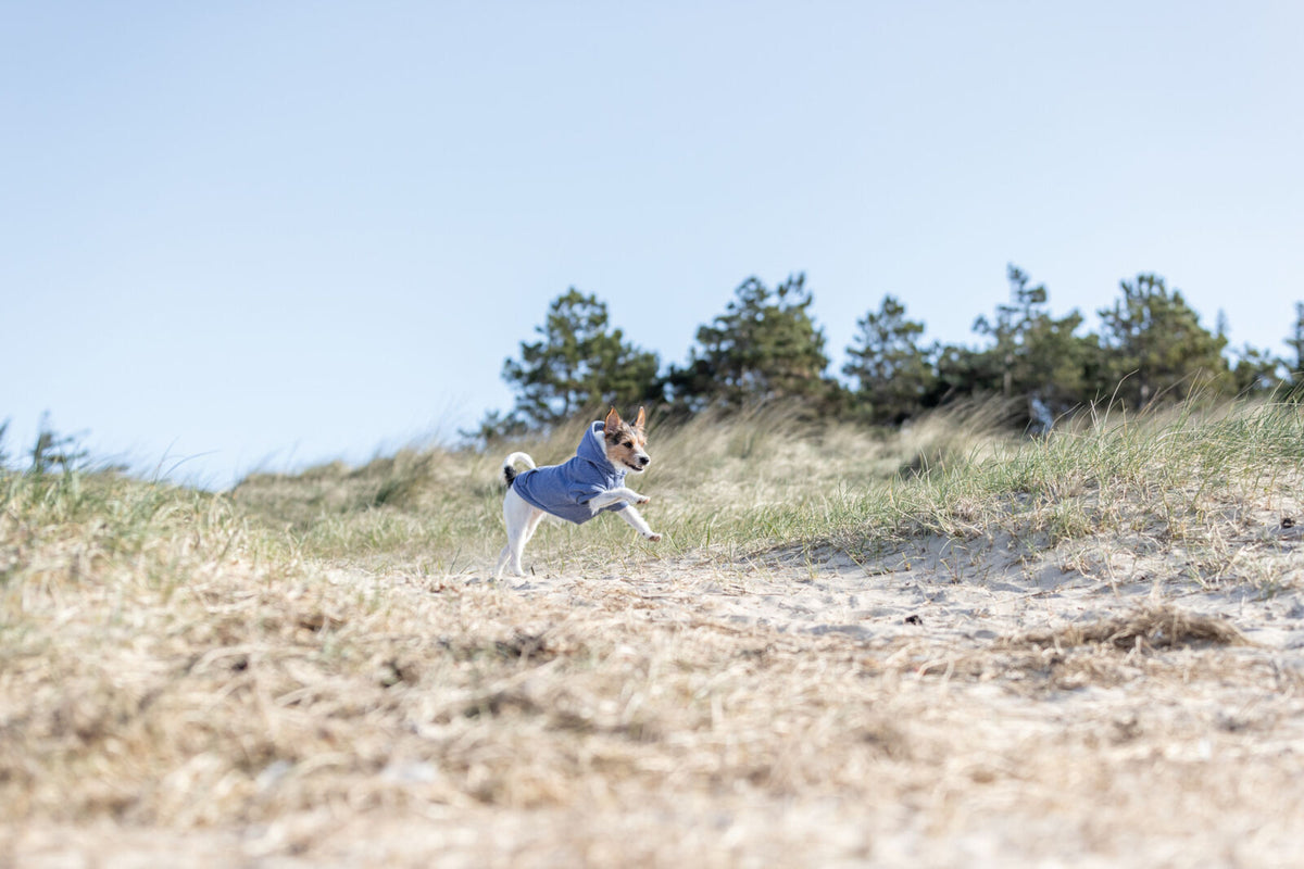 Kleiner Hund mit blauem Mantel läuft über eine sandige Dünenlandschaft.
