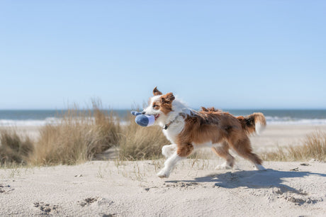 Ein braun-weißer Hund läuft mit Spielzeug im Maul am Strand entlang.
