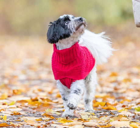 Kleiner Hund mit rotem Pullover läuft auf einem laubbedeckten Weg im Freien.