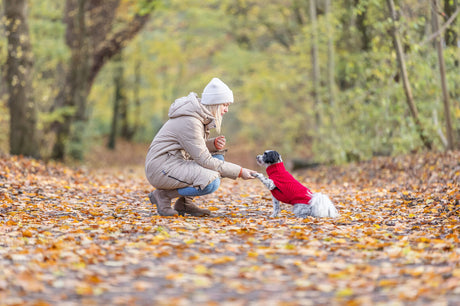 Frau kniet und schüttelt Pfote mit kleinem Hund im roten Pullover auf herbstlichem Waldweg.