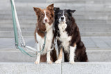Zwei Hunde mit Leinen sitzen nebeneinander auf einer Steinmauer.