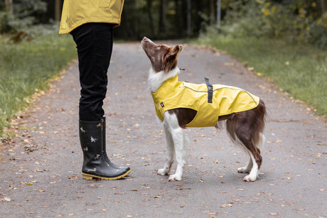 Hund in gelber Jacke steht auf Weg neben Person mit gelbem Mantel und Regenstiefeln.