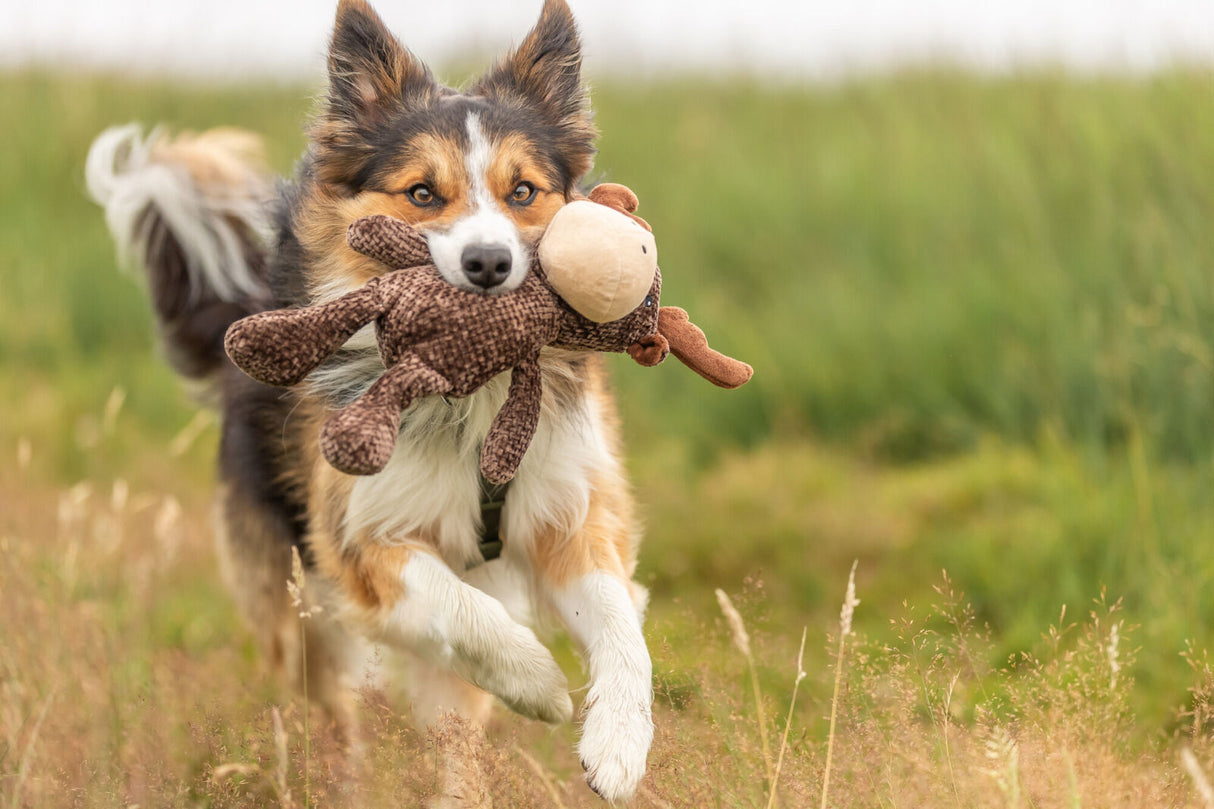 Ein Hund trägt ein braunes Stoffspielzeug in der Schnauze und läuft auf einer Wiese.