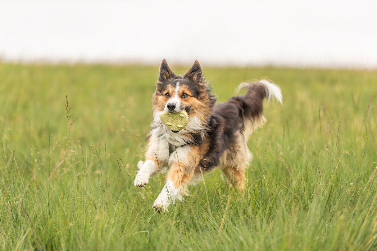 Hund läuft mit einem Spielzeug im Maul über eine grüne Wiese.