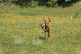Horndinosaurier