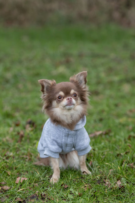 Kleiner brauner Hund in grauem Hoodie sitzt auf einer grünen Wiese.