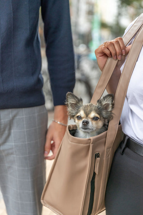 Kleiner Hund schaut aus einer beigefarbenen Tasche, die von einer Person getragen wird.
