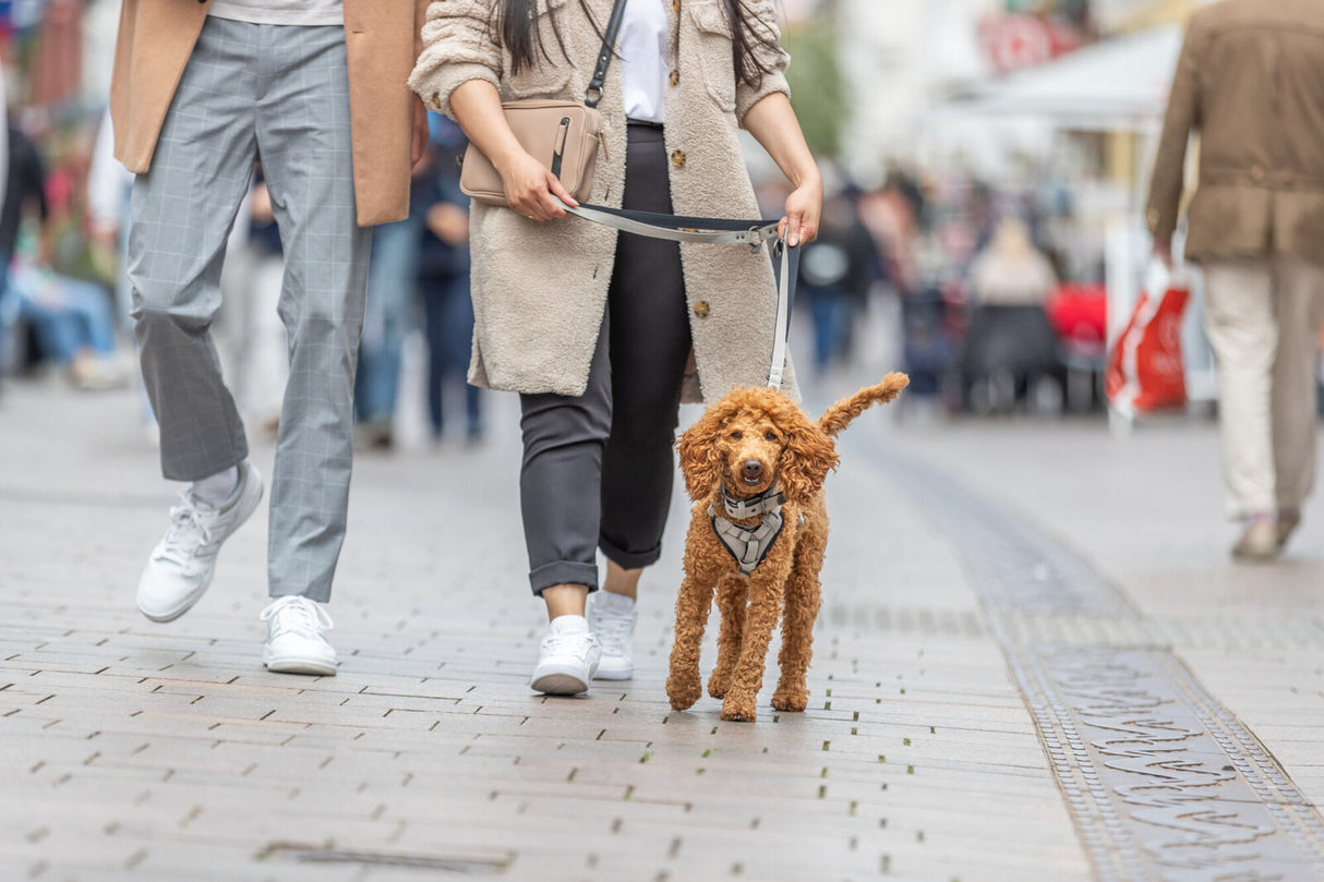 Pudel mit Leine wird von zwei Personen auf einer belebten Straße spazieren geführt.