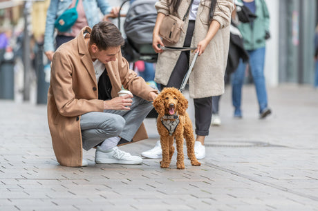 Mann in beiger Jacke hockt neben einem kleinen braunen Hund, der an der Leine gehalten wird.