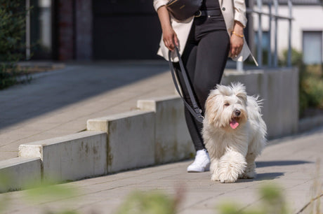 Person führt flauschigen Hund an der Leine einen gepflasterten Gehweg entlang.