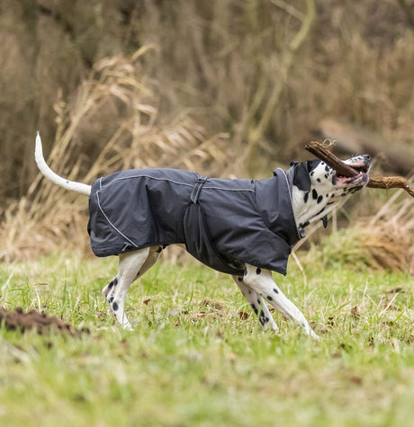 Dalmatiner in schwarzem Hundemantel trägt Stock auf einer Wiese.